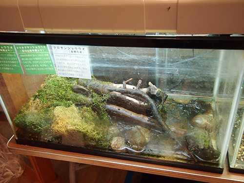 f:id:Naturalhistory:20151129164635j:image f:id:Naturalhistory:20151129164635j:image
