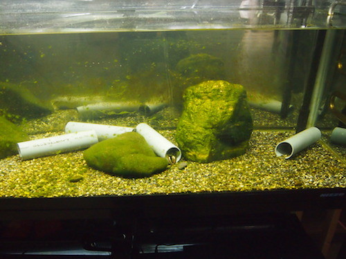 f:id:Naturalhistory:20151204131922j:image