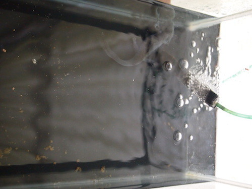 f:id:Naturalhistory:20151204132004j:image