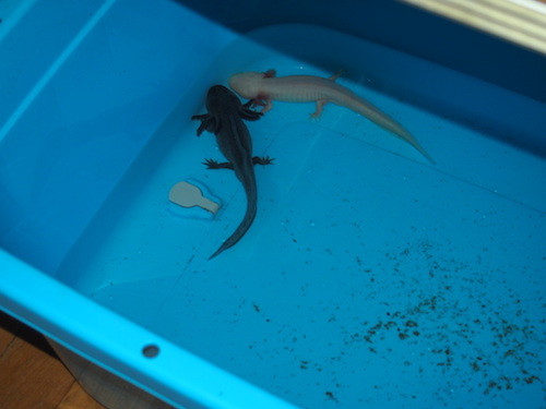 f:id:Naturalhistory:20151204132058j:image