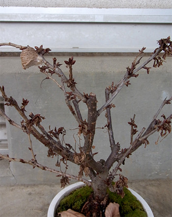 f:id:Naturalhistory:20151223122507j:image