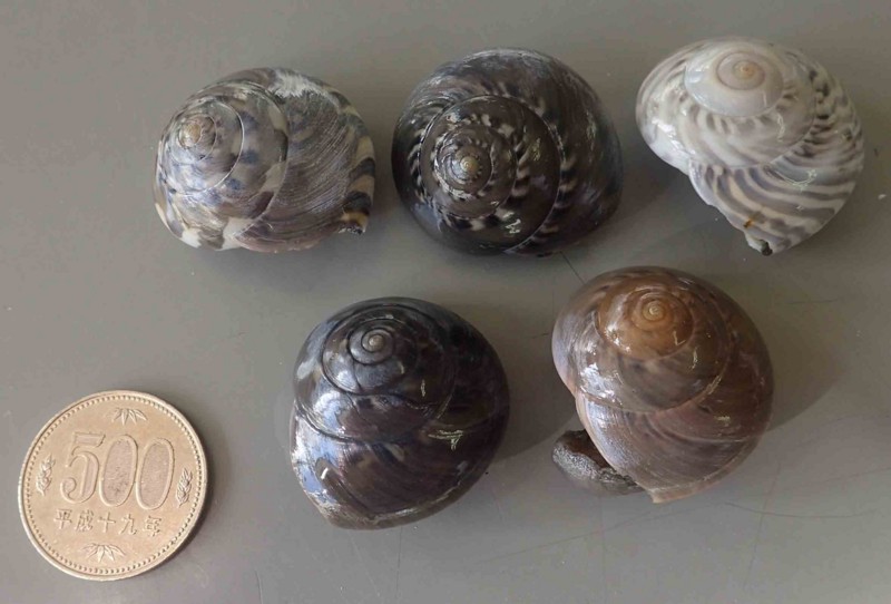 f:id:Naturalhistory:20151227124015j:image:w360