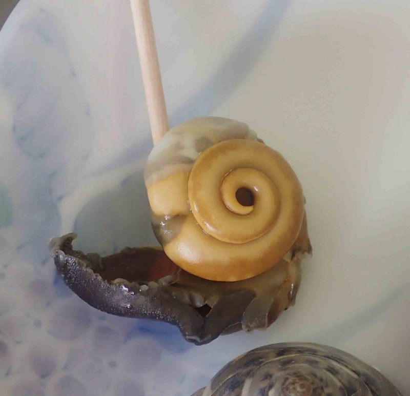 f:id:Naturalhistory:20151227130216j:image:w360