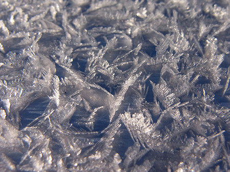 f:id:Naturalhistory:20160126051526j:image