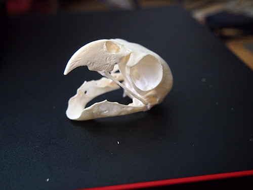 f:id:Naturalhistory:20160214162024j:image f:id:Naturalhistory:20160214162024j:image