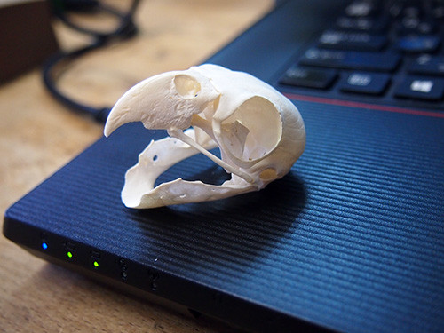 f:id:Naturalhistory:20160214171043j:image f:id:Naturalhistory:20160214171043j:image