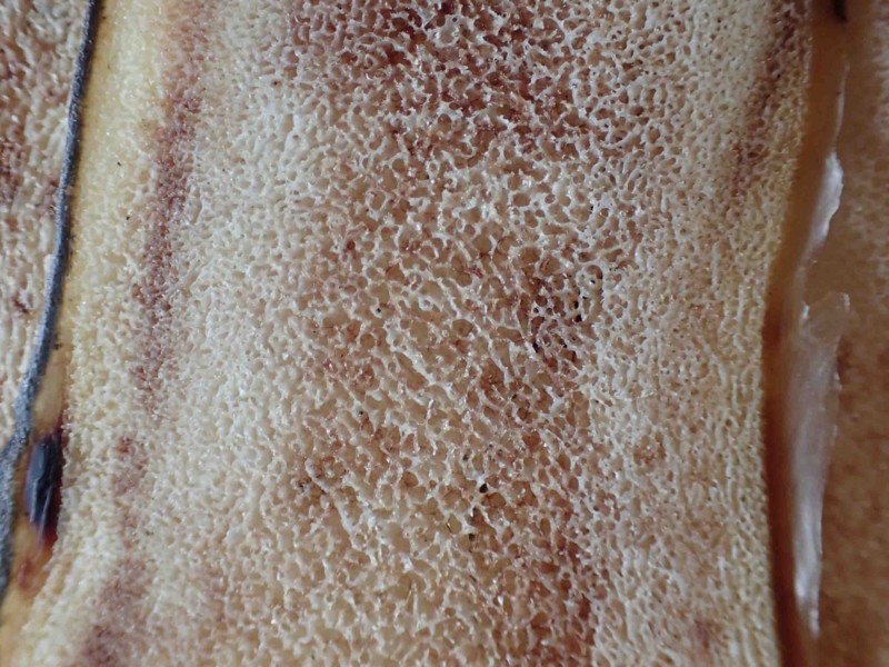 f:id:Naturalhistory:20160228110454j:image:w360 f:id:Naturalhistory:20160228110454j:image:w360