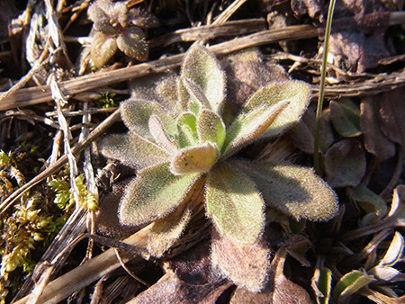 f:id:Naturalhistory:20160303125758j:image