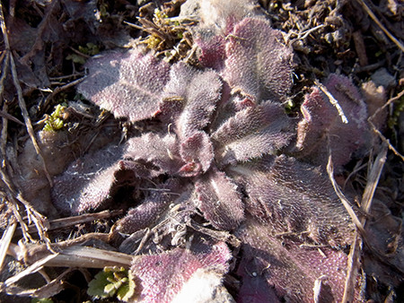 f:id:Naturalhistory:20160303125833j:image
