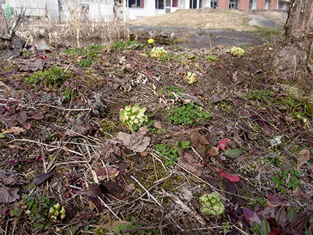 f:id:Naturalhistory:20160308122202j:image