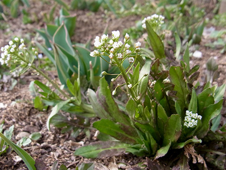 f:id:Naturalhistory:20160308130946j:image