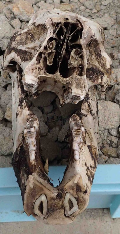 f:id:Naturalhistory:20160311161553j:image:w360