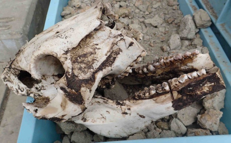 f:id:Naturalhistory:20160311161612j:image:w540