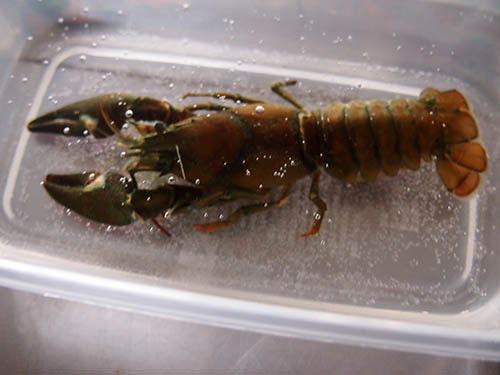 f:id:Naturalhistory:20160317175305j:image