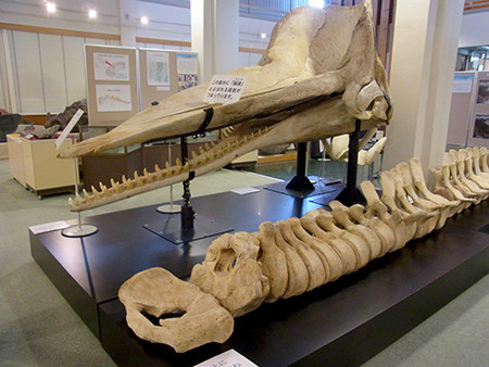 f:id:Naturalhistory:20160319130124j:image f:id:Naturalhistory:20160319130124j:image