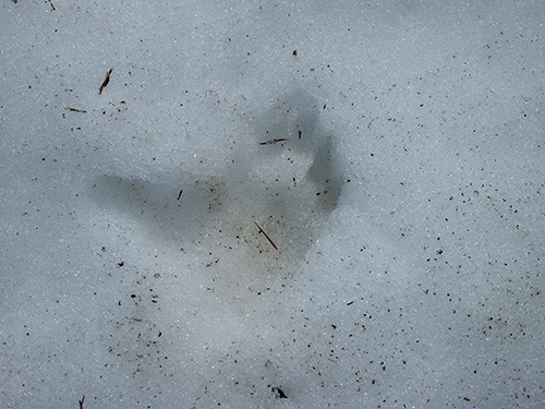 f:id:Naturalhistory:20160319133052j:image:w480