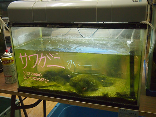 f:id:Naturalhistory:20160320170511j:image