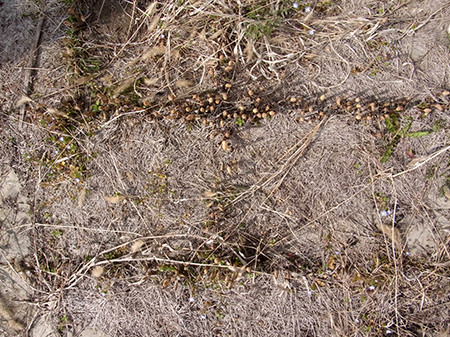 f:id:Naturalhistory:20160330113201j:image