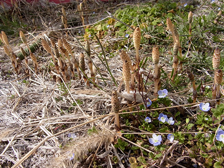 f:id:Naturalhistory:20160330113238j:image