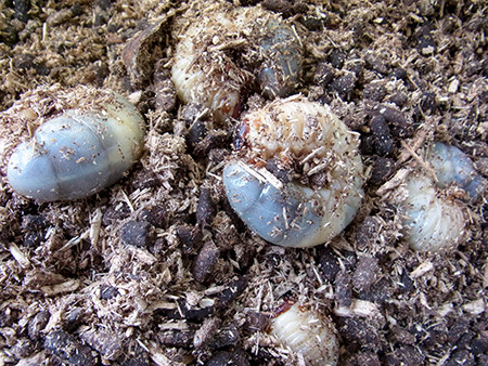 f:id:Naturalhistory:20160330122640j:image