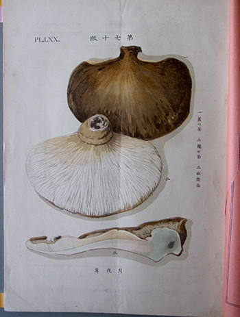 f:id:Naturalhistory:20160407140400j:image