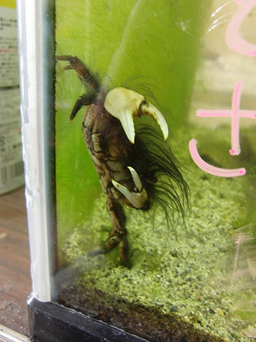 f:id:Naturalhistory:20160408161829j:image