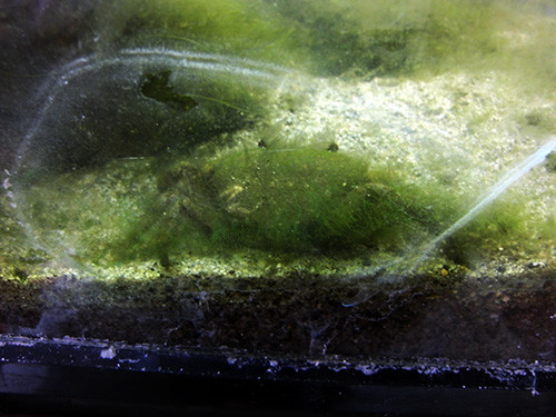 f:id:Naturalhistory:20160408162006j:image