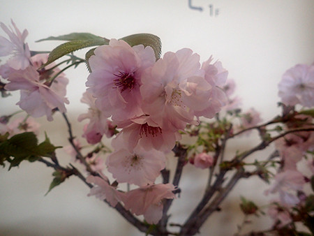 f:id:Naturalhistory:20160421164328j:image