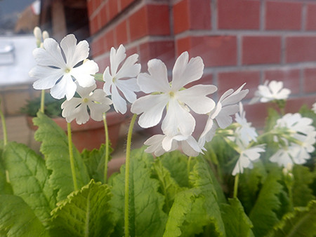 f:id:Naturalhistory:20160421164447j:image