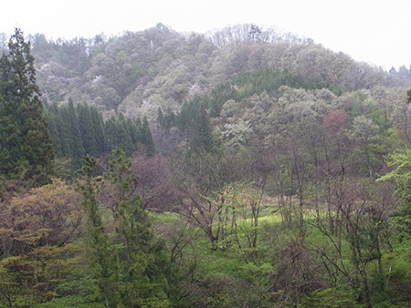 f:id:Naturalhistory:20160428132303j:image