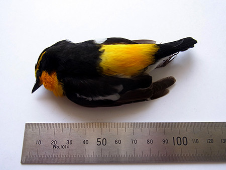 f:id:Naturalhistory:20160503062757j:image
