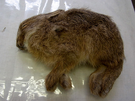 f:id:Naturalhistory:20160503135116j:image