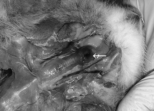 f:id:Naturalhistory:20160504165816j:image f:id:Naturalhistory:20160504165816j:image