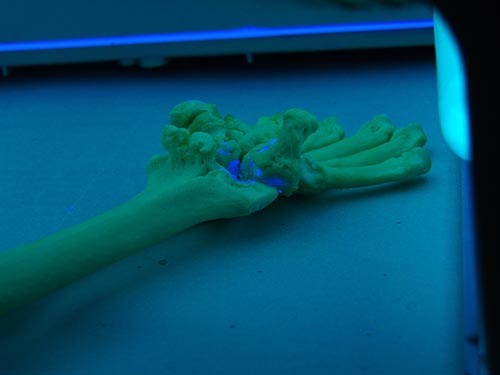 f:id:Naturalhistory:20160507162211j:image