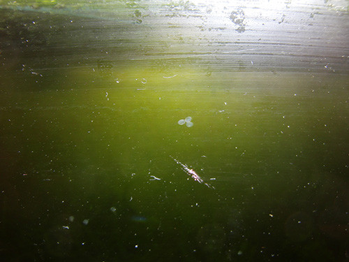 f:id:Naturalhistory:20160510141325j:image