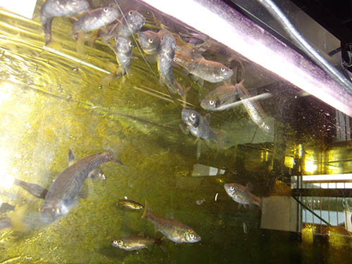 f:id:Naturalhistory:20160510141409j:image