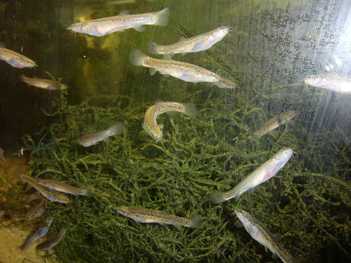 f:id:Naturalhistory:20160510141454j:image