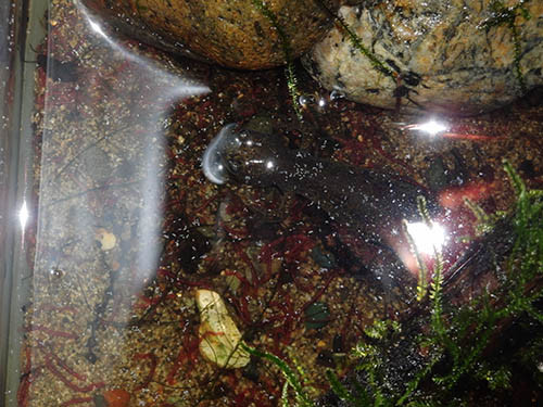 f:id:Naturalhistory:20160510141730j:image