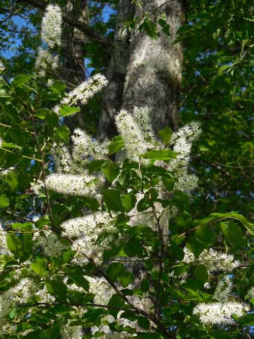 f:id:Naturalhistory:20160513170023j:image