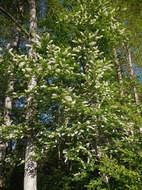 f:id:Naturalhistory:20160513170024j:image