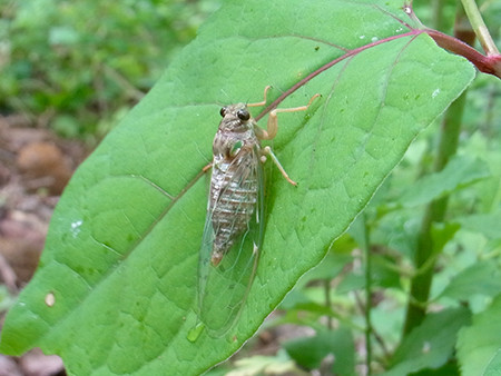 f:id:Naturalhistory:20160528070744j:image
