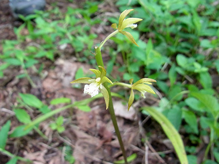 f:id:Naturalhistory:20160528082630j:image