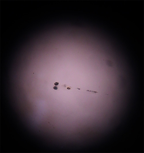 f:id:Naturalhistory:20160607155442j:image