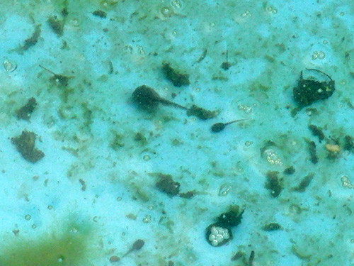 f:id:Naturalhistory:20160621154530j:image f:id:Naturalhistory:20160621154530j:image