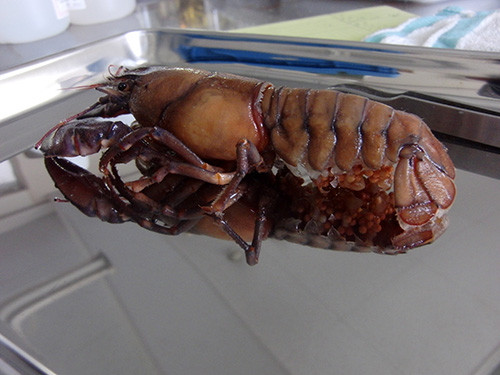 f:id:Naturalhistory:20160623163225j:image