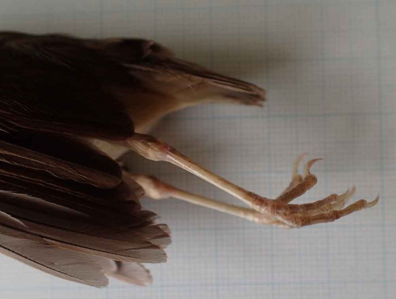 f:id:Naturalhistory:20160702153034j:image:w360