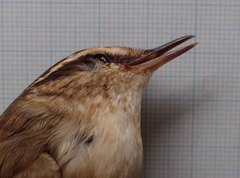 f:id:Naturalhistory:20160702153035j:image:w360