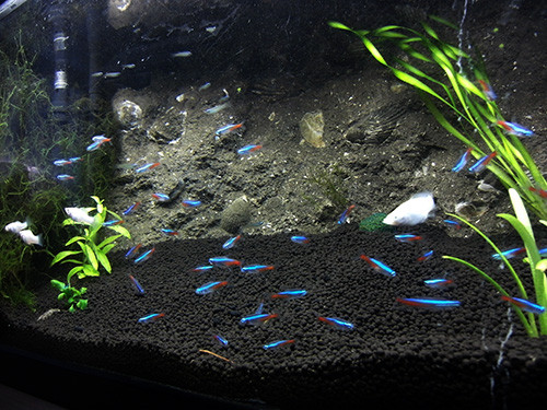 f:id:Naturalhistory:20160707163754j:image