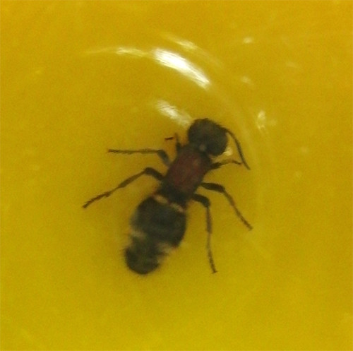 f:id:Naturalhistory:20160707165311j:image