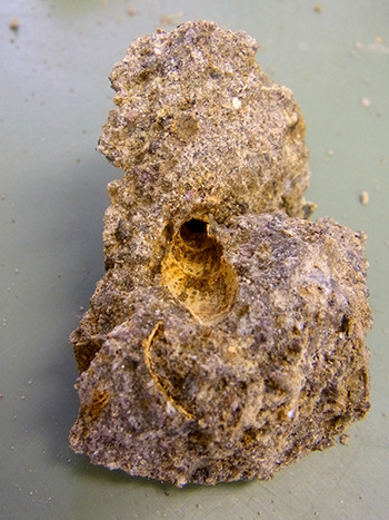 f:id:Naturalhistory:20160714090136j:image